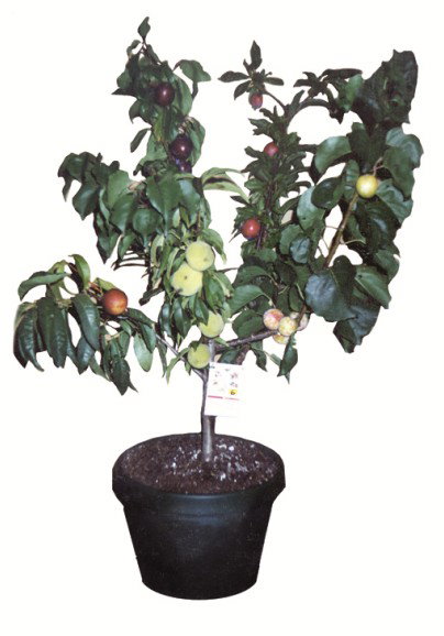 Fruit Salad Tree Company - Hotels Melbourne 5