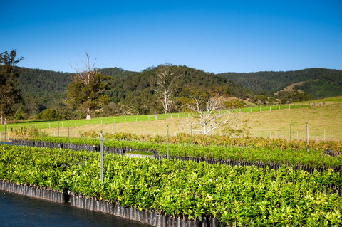 Fruit Salad Tree Company - Hotels Melbourne 6