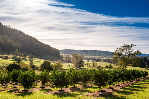 Fruit Salad Tree Company - Hotels Melbourne 7