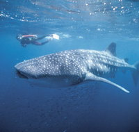 Swim with the Whale Sharks