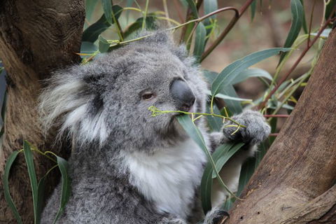 Oceania Tours And Safaris - Hotels Melbourne 4