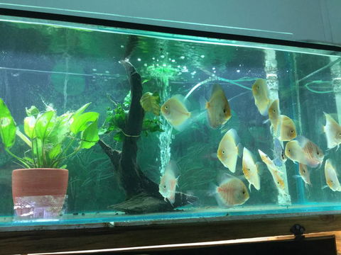 True Blue Aquariums - Hotels Melbourne 1