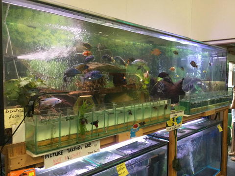 True Blue Aquariums - Hotels Melbourne 2