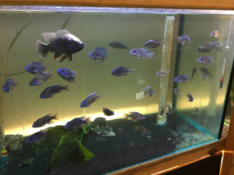 True Blue Aquariums - Hotels Melbourne 3