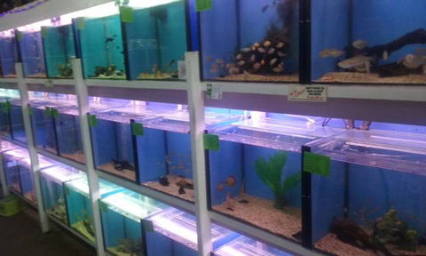 Summerland Aquarium - Hotels Melbourne 1