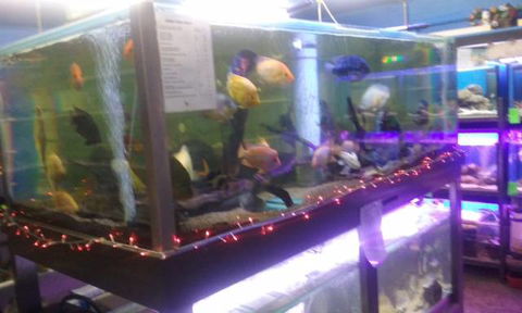 Summerland Aquarium - Hotels Melbourne 2