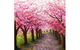 Blossom Lane - Boardwalk Bar 4.00-6.00pm - thumb 0
