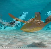 Turtle Eco Adventure Tour in Exmouth