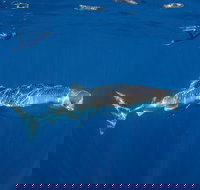 Private Whale Shark or Humpback Whale Swimming Tour