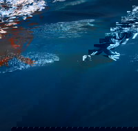 Deluxe WhaleShark Swim Tour on the Ningaloo Reef from Exmouth