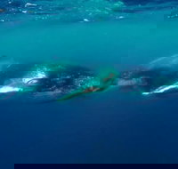 Humpback Whale Swim Tour