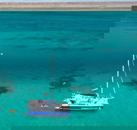 Whale Shark Swim by Catamaran in Shoulder Season