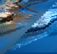 Ningaloo Whale Shark Swim on a Powerboat