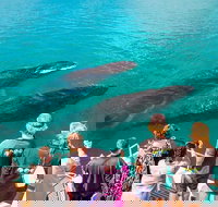 Humpback Whale Sunset Cruise