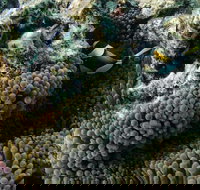 Muiron Island Dive  Snorkel Tour