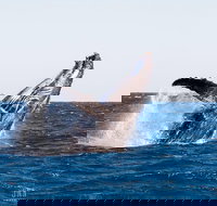 Turtle tours on the Ningaloo Reef Exmouth. 1/2 day cruise.