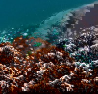 Ningaloo Reef or Muiron Islands Snorkeling and Wildlife Adventure