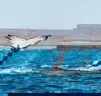 Ningaloo Reef Eco Tours