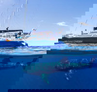 Ningaloo Whale Shark Swim on a Luxury Sailing Catamaran