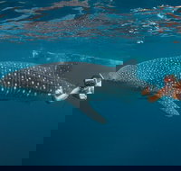Ningaloo Reef Whale Shark Snorkeling Adventure Apr-July