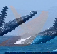 Sunset Cruise Wildlife Watching