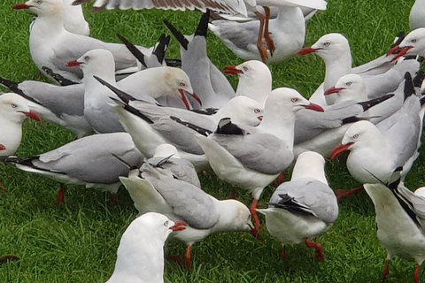 Full-Day Great Ocean Road Tour From Melbourne - Hotels Melbourne 9