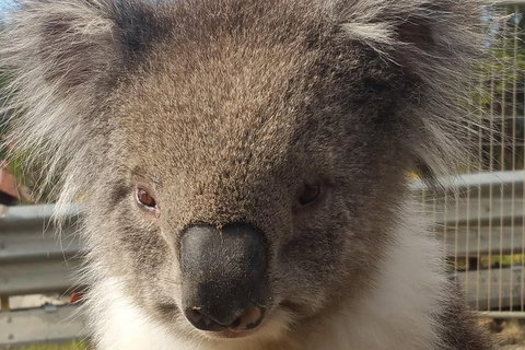 Full-Day Great Ocean Road Tour From Melbourne - Hotels Melbourne 6