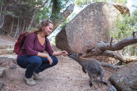 Active Day Tour One-Way From Hobart To Launceston With Wineglass Bay - Hotels Melbourne 9