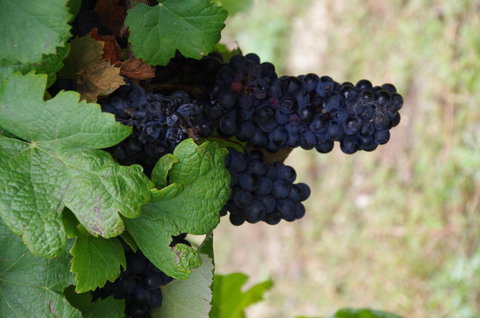 Barossa Valley Wineries Tour With Tastings And Lunch From Adelaide - Hotels Melbourne 5