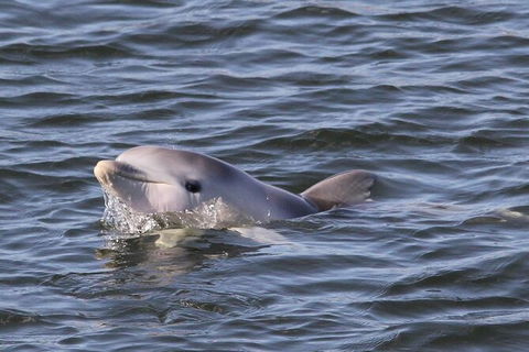 Adelaide Dolphin Sanctuary And Ships Graveyard Kayak Tour - Hotels Melbourne 6