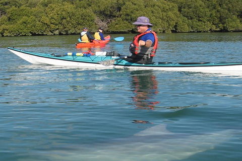 Adelaide Dolphin Sanctuary And Ships Graveyard Kayak Tour - Hotels Melbourne 5