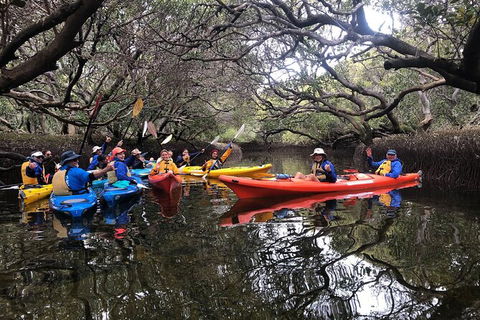Adelaide Dolphin Sanctuary And Ships Graveyard Kayak Tour - Hotels Melbourne 10