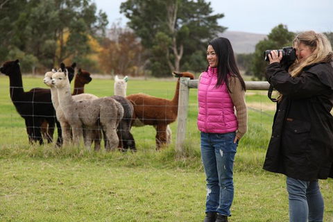Alpaca Farm 2 Hour Tour - Hotels Melbourne 1