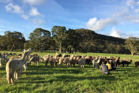 Alpaca Farm 2 Hour Tour - Hotels Melbourne 0