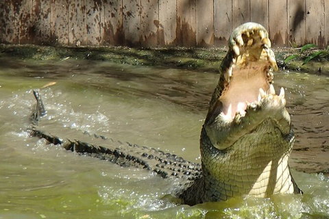 Hartley\'s Crocodile Adventures Day Trip From Palm Cove - Hotels Melbourne 4