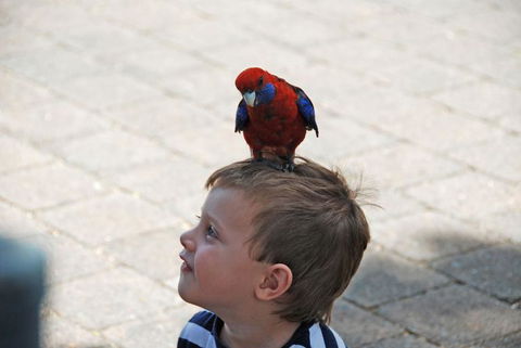 O'Reilly's Lamington National Park And Treetop Canopy Tour - Hotels Melbourne 7