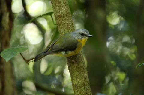 O'Reilly's Lamington National Park And Treetop Canopy Tour - Hotels Melbourne 3