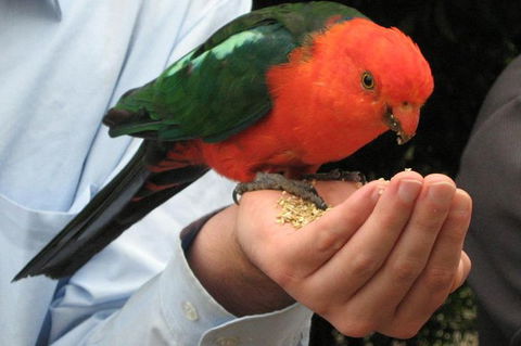 O'Reilly's Lamington National Park And Treetop Canopy Tour - Hotels Melbourne 1