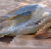 Turtle Tracks Tour to Bare Sand Island from Darwin - Hotels Melbourne