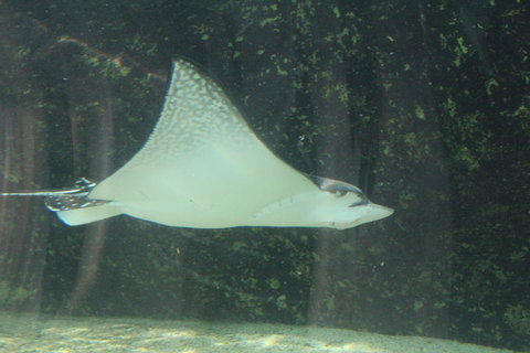 Sydney Pass: SEA LIFE Aquarium, Sydney Tower Eye, WILD LIFE Sydney, Sydney Harbour Cruise, And Madame Tussauds - Hotels Melbourne 19