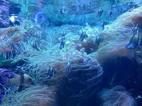 Sydney Pass: SEA LIFE Aquarium, Sydney Tower Eye, WILD LIFE Sydney, Sydney Harbour Cruise, And Madame Tussauds - Hotels Melbourne 14