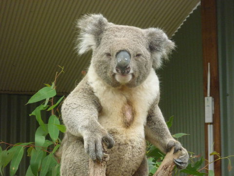 Sydney Pass: SEA LIFE Aquarium, Sydney Tower Eye, WILD LIFE Sydney, Sydney Harbour Cruise, And Madame Tussauds - Hotels Melbourne 24