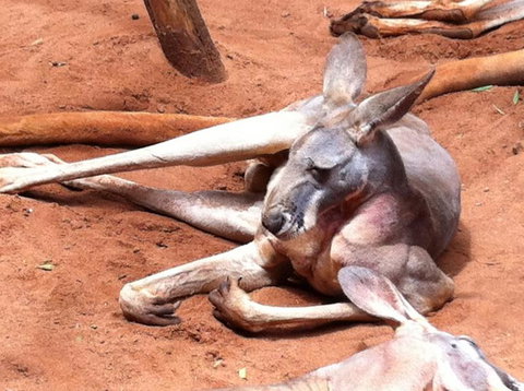 Sydney Pass: SEA LIFE Aquarium, Sydney Tower Eye, WILD LIFE Sydney, Sydney Harbour Cruise, And Madame Tussauds - Hotels Melbourne 2