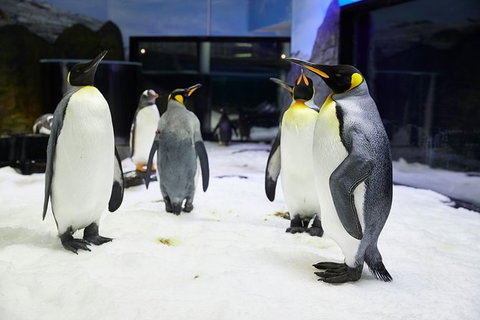 Sydney Pass: SEA LIFE Aquarium, Sydney Tower Eye, WILD LIFE Sydney, Sydney Harbour Cruise, And Madame Tussauds - Hotels Melbourne 1