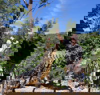 Private Shoalhaven Zoo Experience from Sydney - Hotels Melbourne