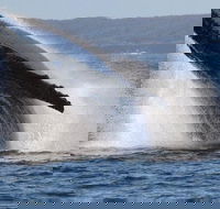 Jervis Bay Whale Watching Tour - Hotels Melbourne