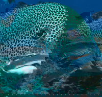 Fish Bowl Dive Site - Hotels Melbourne