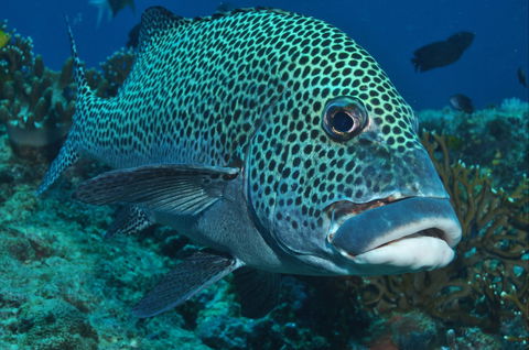 Fish Bowl Dive Site - Hotels Melbourne 0