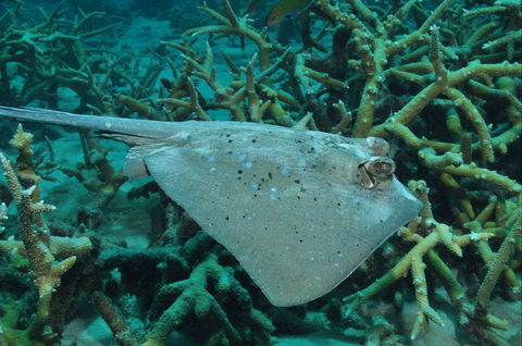 Fish Bowl Dive Site - Hotels Melbourne 1