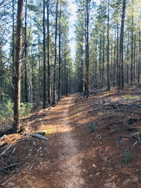 Mountain Bike Trails Tumbarumba - Hotels Melbourne 1